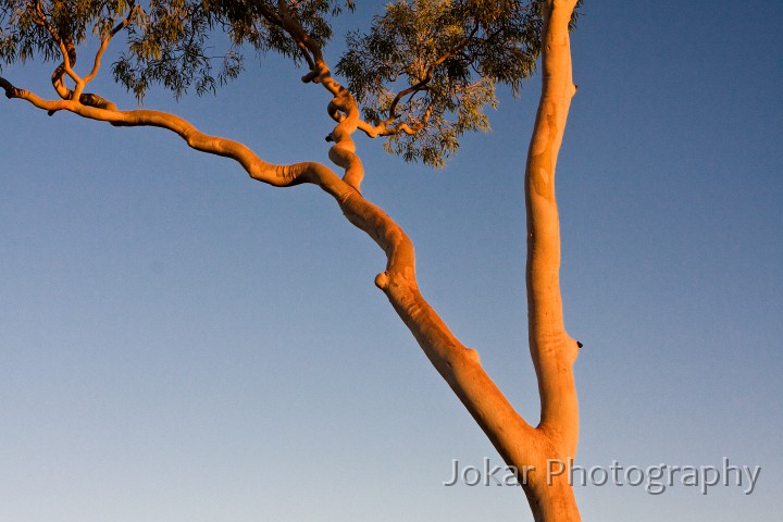 Larapinta_20080610_434 copy.jpg - Gum at Birthday Waterhole